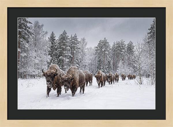 European Bison Walking Through Snow