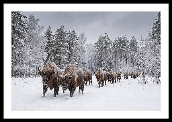 European Bison Walking Through Snow