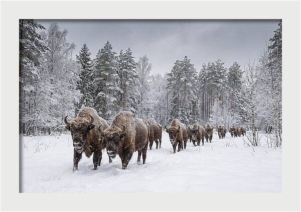 European Bison Walking Through Snow