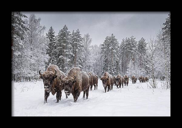 European Bison Walking Through Snow