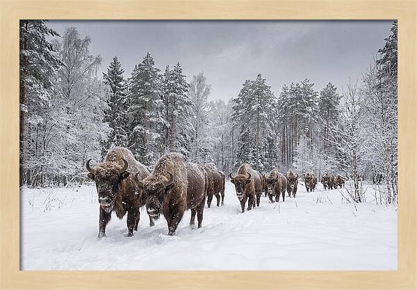 European Bison Walking Through Snow