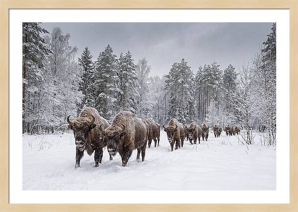 European Bison Walking Through Snow