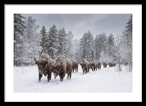 European Bison Walking Through Snow