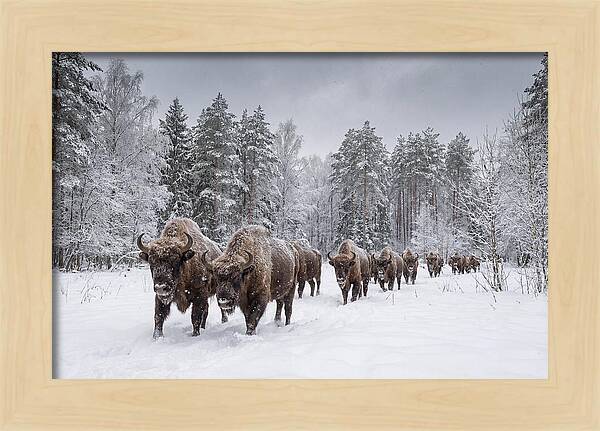 European Bison Walking Through Snow