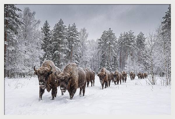 European Bison Walking Through Snow