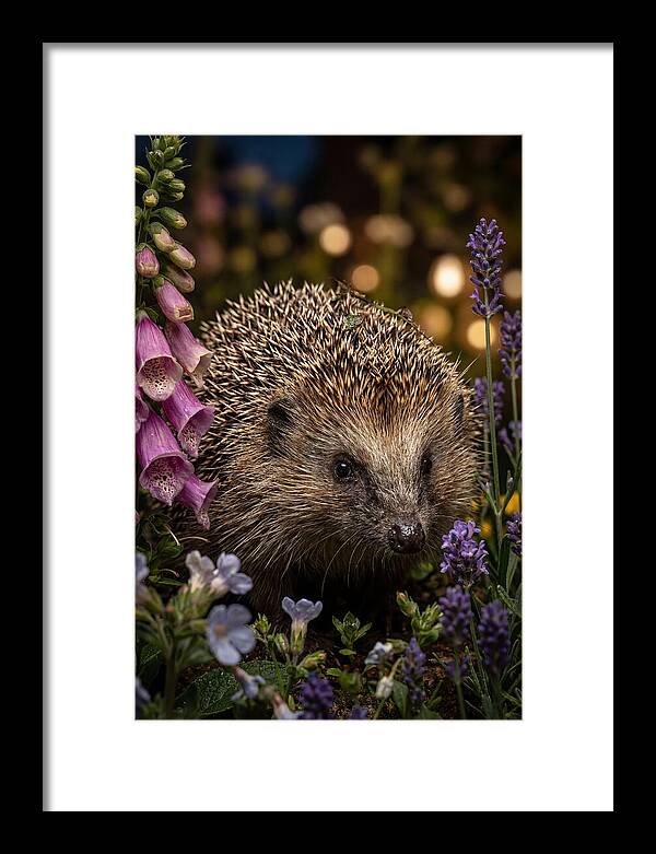 European Hedgehog Among Flowers