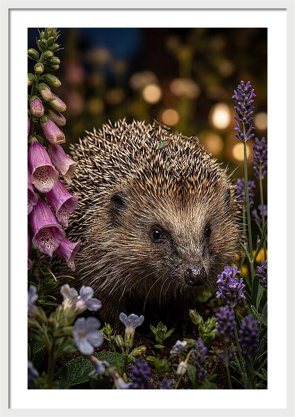 European Hedgehog Among Flowers