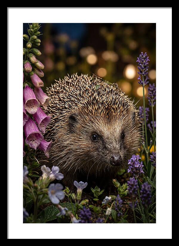 European Hedgehog Among Flowers