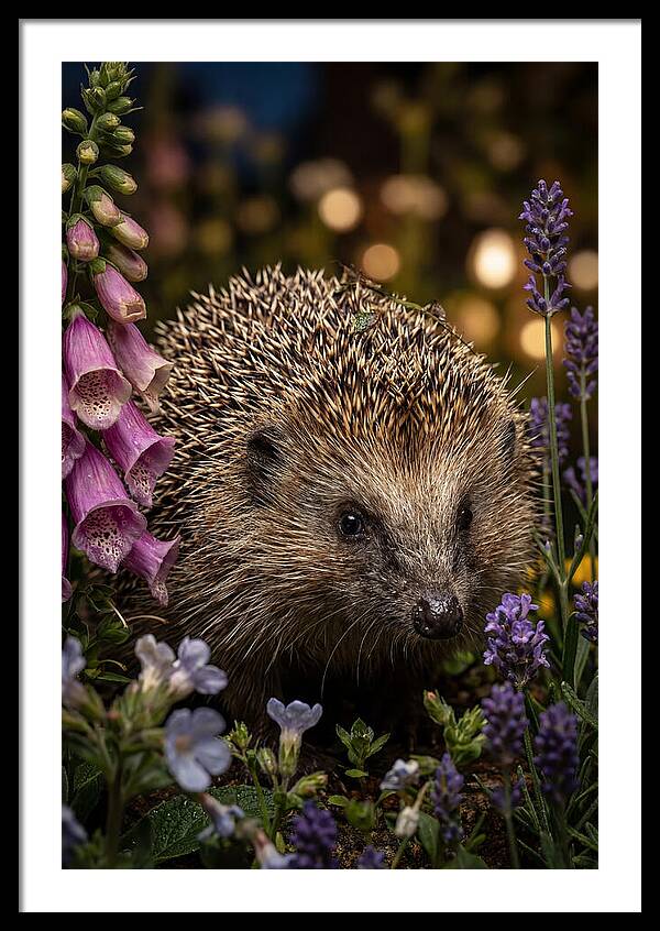 European Hedgehog Among Flowers