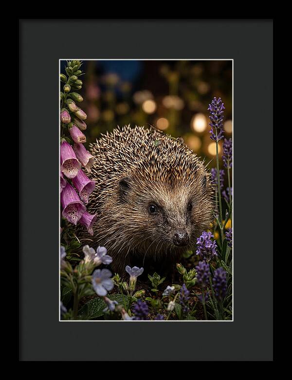 European Hedgehog Among Flowers