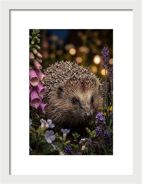 European Hedgehog Among Flowers