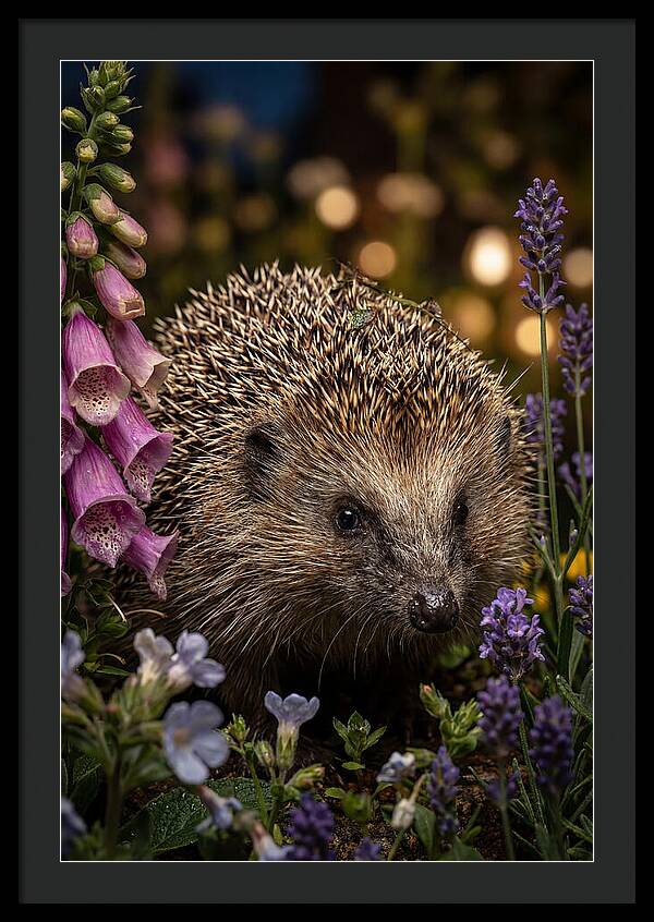 European Hedgehog Among Flowers