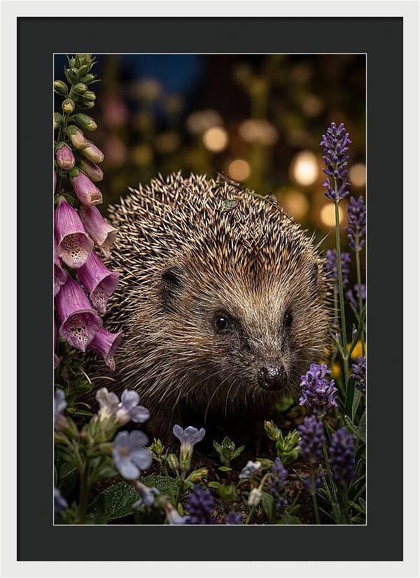 European Hedgehog Among Flowers