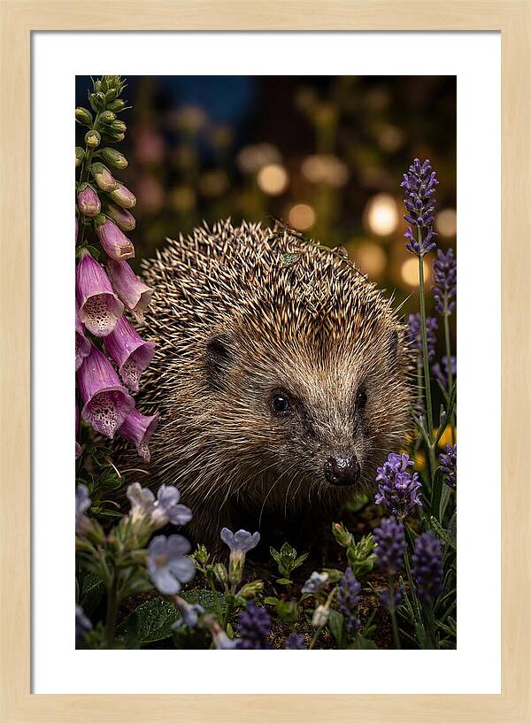 European Hedgehog Among Flowers