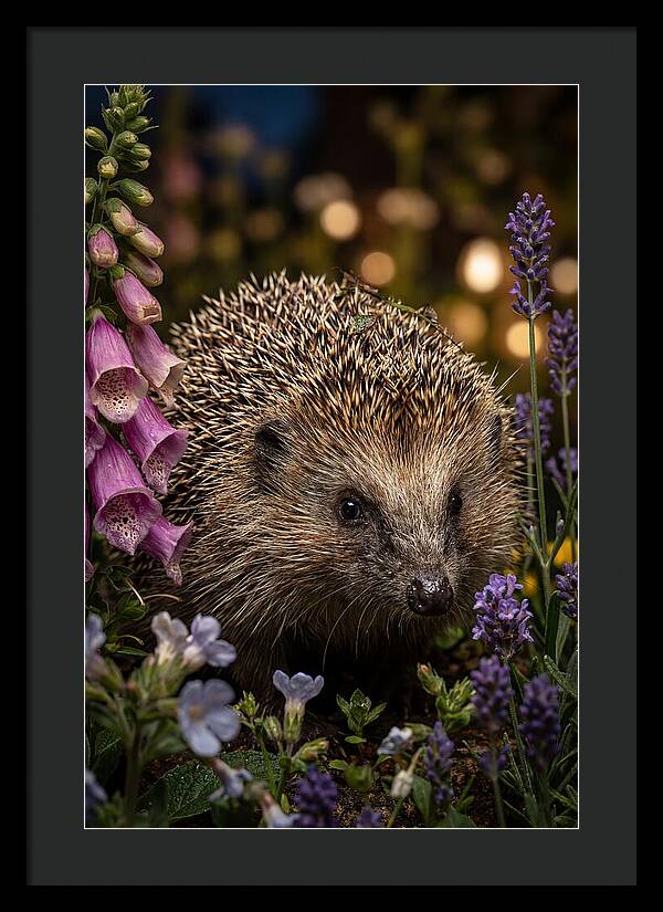 European Hedgehog Among Flowers