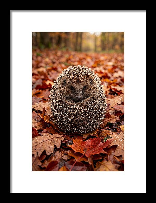 European Hedgehog In Autumn Leaves
