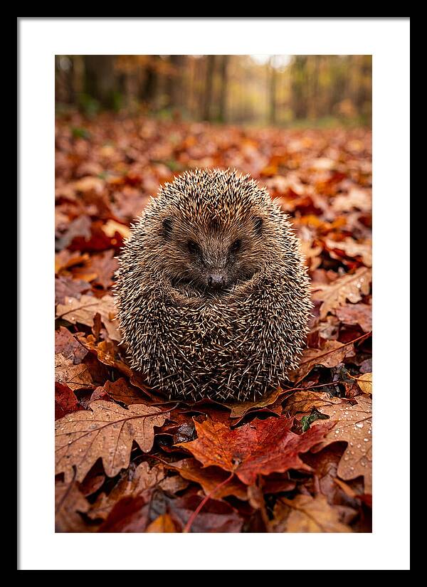 European Hedgehog In Autumn Leaves