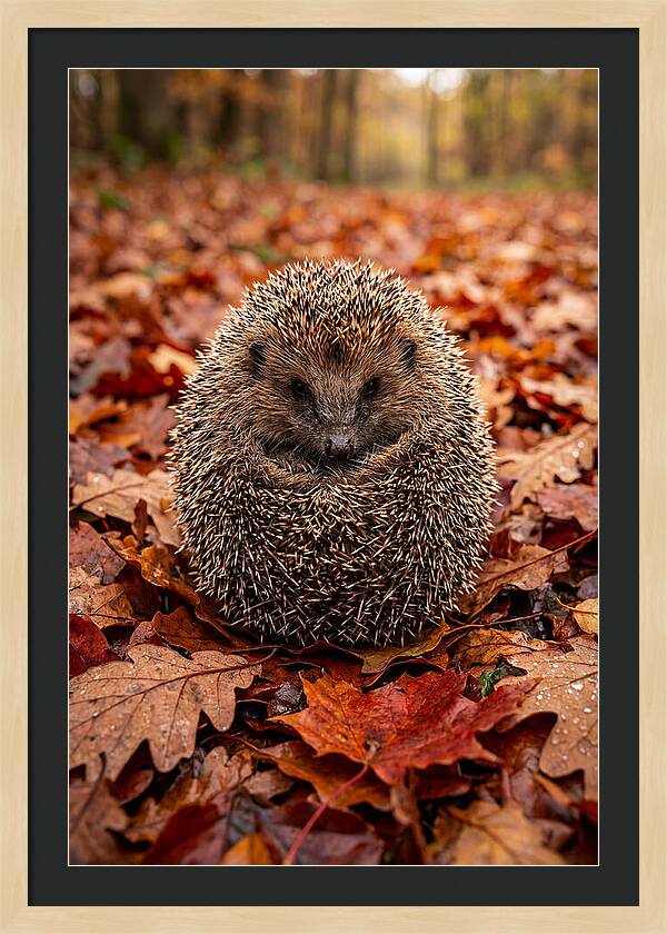 European Hedgehog In Autumn Leaves