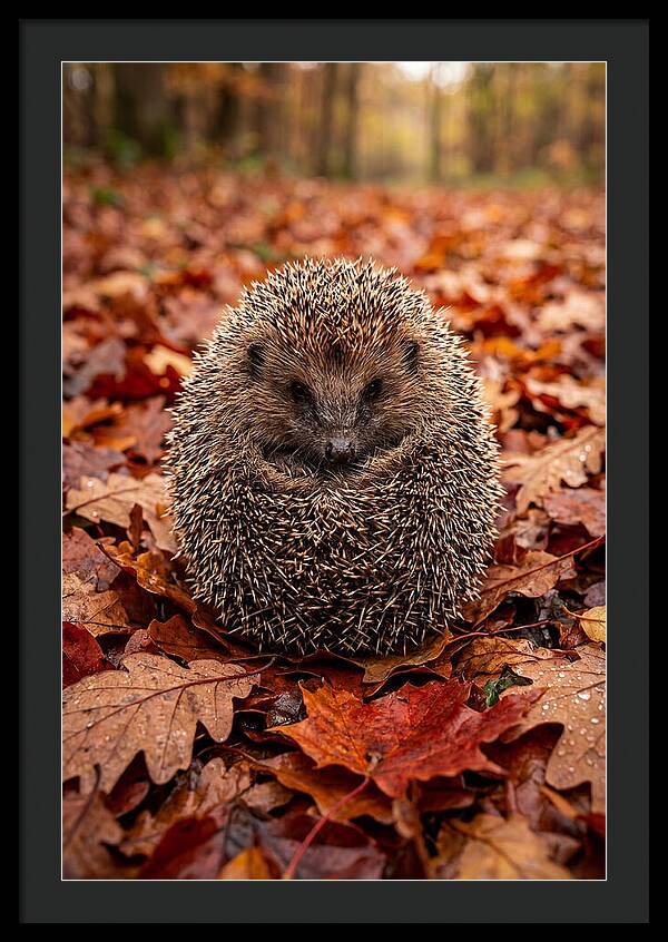 European Hedgehog In Autumn Leaves