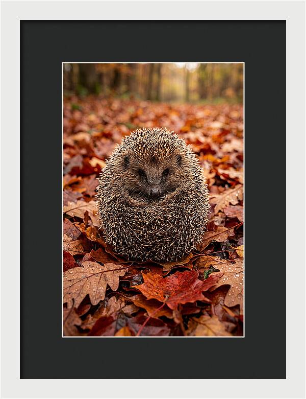 European Hedgehog In Autumn Leaves