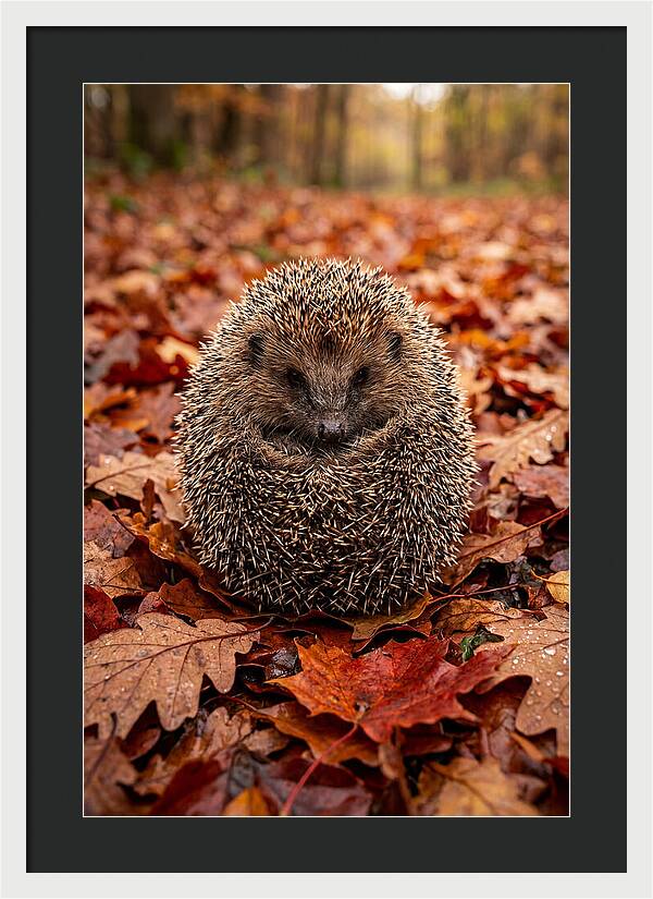 European Hedgehog In Autumn Leaves