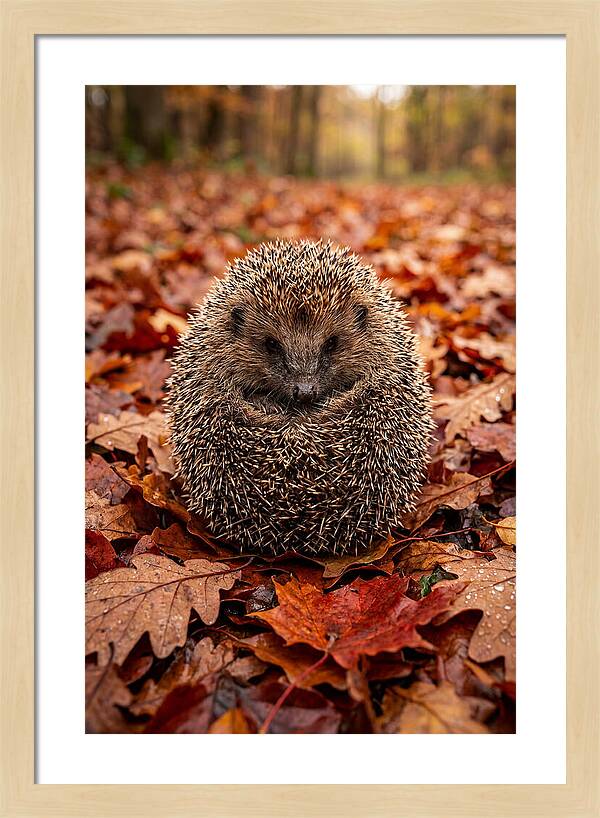 European Hedgehog In Autumn Leaves