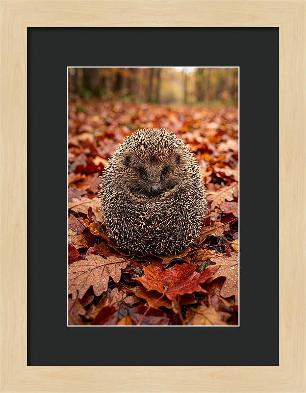 European Hedgehog In Autumn Leaves