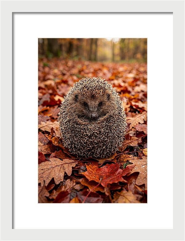 European Hedgehog In Autumn Leaves