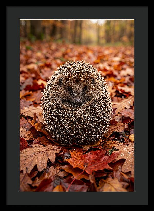 European Hedgehog In Autumn Leaves