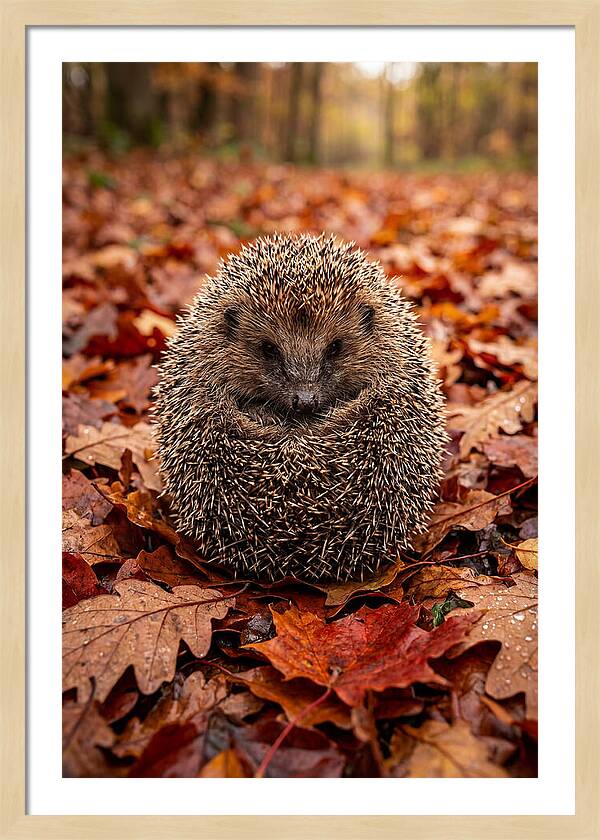 European Hedgehog In Autumn Leaves