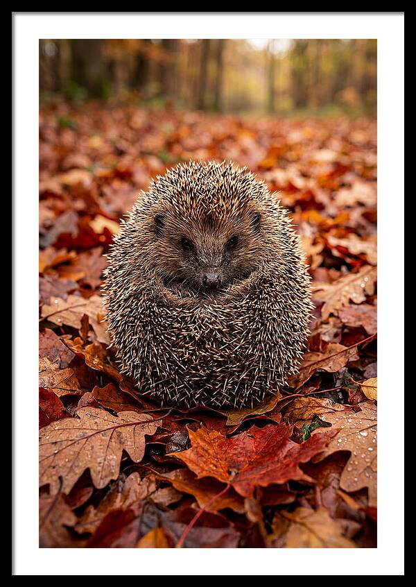 European Hedgehog In Autumn Leaves