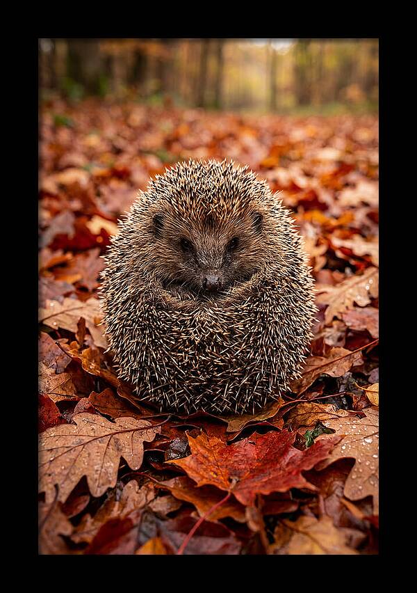 European Hedgehog In Autumn Leaves