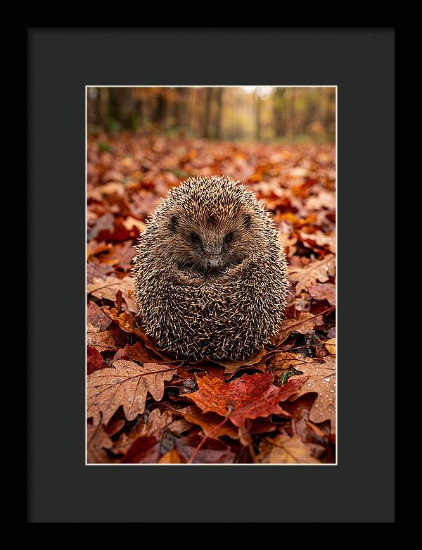 European Hedgehog In Autumn Leaves