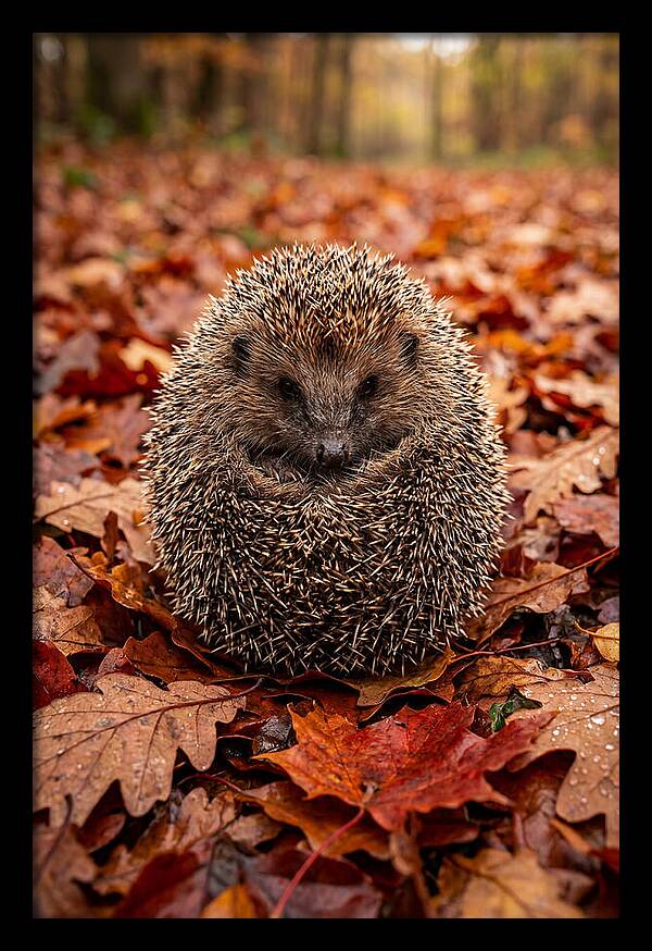 European Hedgehog In Autumn Leaves
