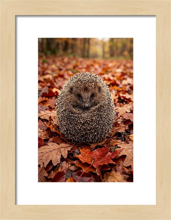 European Hedgehog In Autumn Leaves