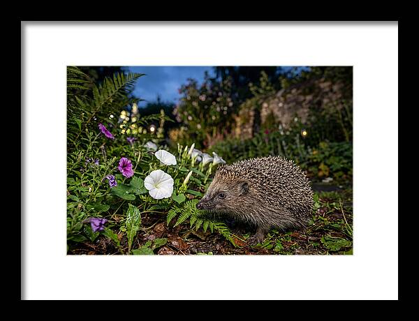 European Hedgehog In Garden