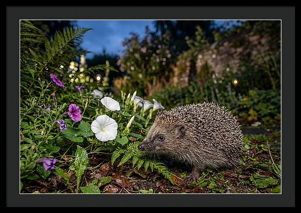 European Hedgehog In Garden