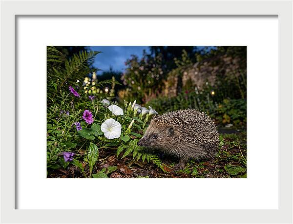 European Hedgehog In Garden