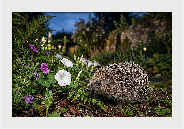 European Hedgehog In Garden