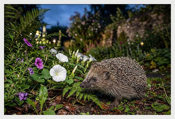 European Hedgehog In Garden