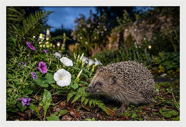 European Hedgehog In Garden