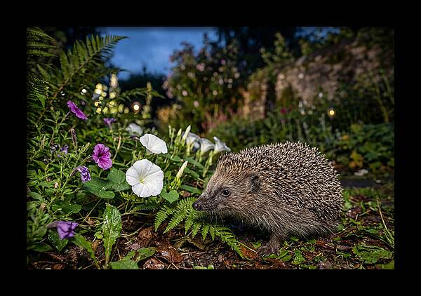 European Hedgehog In Garden