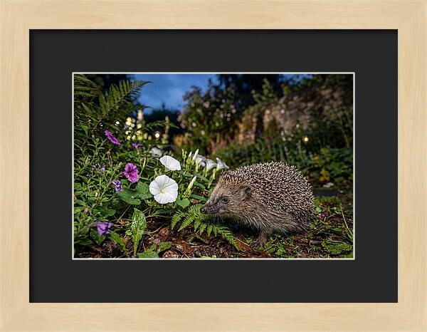 European Hedgehog In Garden