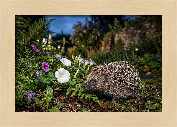 European Hedgehog In Garden