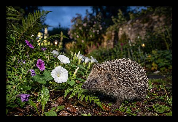 European Hedgehog In Garden