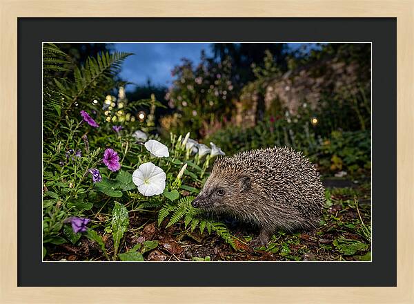 European Hedgehog In Garden