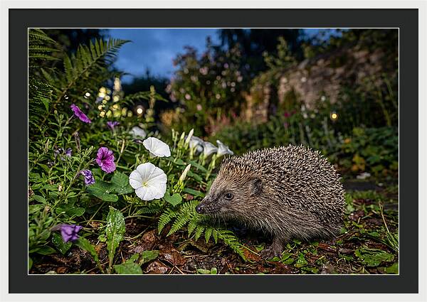 European Hedgehog In Garden