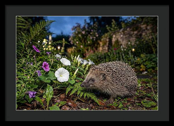 European Hedgehog In Garden