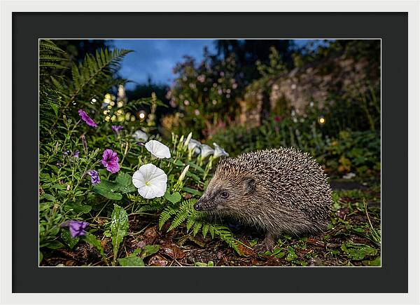European Hedgehog In Garden