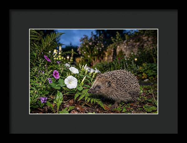 European Hedgehog In Garden